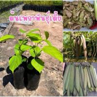 ราคา ต้นเพกาพันธุ์เตี้ย ขั่นต่ำ2ต้น ต้นละ15บาท ต้นสวยแข็งแรงพร้อมส่ง (28527999088)