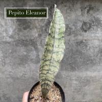 ราคา ต้นลิ้นมังกร sansevieria Pepito Eleanor (28641497001)