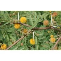 ราคา เมล็ดพันธุ์กระถินหอม(กระถินเทศ) (3029912344)