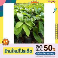 ราคา ต้นละไม/ละมัย(เสียบยอด)สูง50-60ซม. (19431549817)