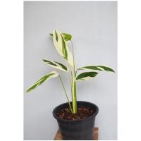 ราคา ต้นสาคูด่าง พร้อมลงกระถาง (11830000633)