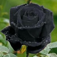 ราคา 5 เมล็ด กุหลาบ สีดำ ดอกใหญ่ กุหลาบ Rosa Rose Seeds (8275617493)