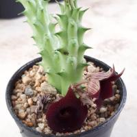 ราคา เก๋งจีนมังกรแดง แคคตัส ไม้อวบน้ำ (5237006781)