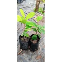 ราคา ต้นกล้วยอีเห็นเป็นไม้เลื้อยเนื้อแข็ง (6586117428)