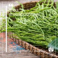 ราคา ชะอม ชะอมสวนบางแค ผักชะอม ผัก ผักสด ออร์แกนิค ปลอดสาร ปลูกเองจากสวนหลังบ้าน ในกรุงเทพมหานคร (3645507735)