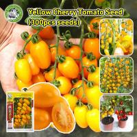 ราคา สินค้าดี มีคุณภาพ เมล็ดพันธุ์ มะเขือเทศ เชอรี่ สีเหลือง Gold Yellow Cherry Tomato Seed Fruit Seeds มะเขือเทศเชอรี่ (25293349404)