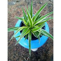 ราคา ต้นเศรษฐีเรือนนอก ต้นละ 19 บาท #ต้นไม้ฟอกอากาศ #ต้นไม้มงคล #ต้นไม้นำโชค (6062380217)