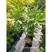 ราคา ต้นยี่โถ ดอกสีชมพู ต้นกิ่งชำ สูง 40-60 ซม. จัดชุด 2 ต้น (24500890590)