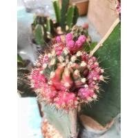 ราคา ขายถูกมาก มะพร้าวทะเลทรายราคาถูก Dorstenia แคคตัส ราคาหลักสิบ #ส่งแบบถอดกระถาง [แคดตัส, กระบองเพชร, มะพร้าวทะเลทราย] (28503363672)