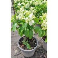 ราคา ต้นดอนญ่าสีขาว/สีชมพู กระถาง 11 นิ้ว ไม้พุ่มดอกสวย (27639444491)