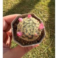 ราคา แมมขนนกเหลือง Mammillaria schiedeana ดอกสีพีช (24956843972)