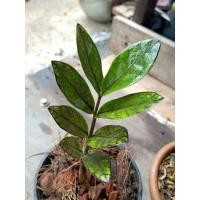 ราคา กวักมรกตใบดำด่างเขียว (8576721328)