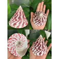 ราคา เปลือกหอยนมสาวแดง หรือหอยเจดีย์สีและลายธรรมชาติ ขนาดวัดฐาน 8-9 cm เปลือกหอยแท้ (10100901479)