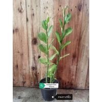 ราคา นกน้อยนำโชค​ ไม้มงคล​ (12708911062)