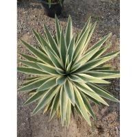ราคา ต้นอากาเว่ Agave Star อากาเว่ดาวกระจาย ส่งพร้อมกระถางใหญ่15 นิ้ว # ต้นไม้ทนแล้ง# ต้นไม้จัดสวน (29632856909)