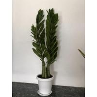 ราคา ต้นกวักมรกต ต้นอวบใบสวย (6794190476)