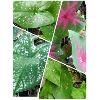 ราคา ต้นบอนสี บอนสีช้างเผือกใบบัว บอนสีผีเสื้อชมพู บอนสีอิเหนา บอนสีสาวน้อยปะแป้ง (9393966352)