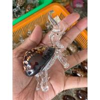 ราคา ช้างแก้วเป่าเสริมฮวงจุ้ย ติดหอยเบี้ยแก้ ขนาด3-4นิ้ว ขนาดกลาง ไม่ใหญ่มาก เปลือกหอยแท้ธรรมชาติ (25285234863)