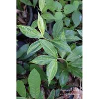 ราคา ต้นเอื้องหมายนาใบด่าง (9509255119)