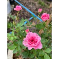 ราคา ต้นกุหลาบหนูแคระฮอนแลนด์ (สูง 30-40cm) กุหลาบจิ๋ว กุหลาบแคระ ดอกดกสวย ออกดอกตลอดปี (28976201577)