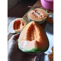 ราคา เมล่อนญี่ปุ่นเนื้อส้มหวานกรอบ บารมี (นน1 กก.ขึ้นไป) (14945869595)