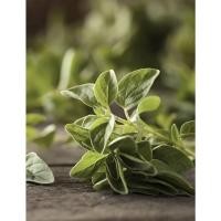 ราคา สมุนไพรจำเป็นในสวนครัว! ออริกาโน่ 100 เมล็ด ปลูกง่าย กลิ่นหอมสดชื่น เก็บใบสดใส่พิซซ่า สลัด ซุป ได้ทันที (50051394019)