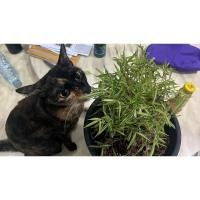 ราคา #ต้นไผ่เงิน #หญ้าแมว ไม้มงคลสารพัดประโยชน์ #ไผ่แมว (17297338945)