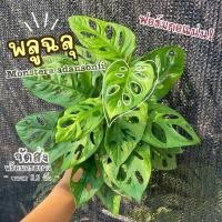 ราคา ต้นพลูฉลุ ( Monstera adansonii ) พลูฉลุ ฟอร์มกอแน่น! สวย ต้นไม้มงคล ต้นไม้ฟอกอากาศ (25967649746)