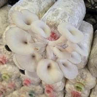 ราคา ก้อนเห็ดนางฟ้านางรมพร้อมเปิดเพาะเลี้ยงเอง เพาะง่าย ให้ผลผลิตดี เห็ดสดปลอดสาร MARIO FARM DIY (40550979061)