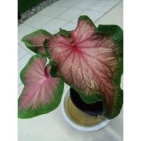 ราคา ปีกกินรีแท้/บอนสีปีกกินรีกัดลายสวย/ใบพริ้วตามรูปส่งต้นจริงในรูปค่ะ (12924886408)