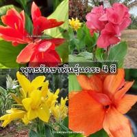 ราคา พุทธรักษาแคระ 4 สี พร้อมส่ง *สั่งขั้นต่ำ 3 ต้น คละได้ทั้งร้าน* (19771765797)