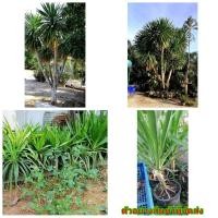 ราคา (ขาย ต้นพันธุ์) ต้น จันผา จันทร์ จันทน์ ผา ต้นจันผา Pawinee (7868622602)