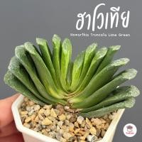 ราคา Haworthia Truncata Lime Green ฮาโวเทีย ไม้อวบน้ำ กุหลาบหิน cactus&succulentหลากหลายสายพันธุ์ (8015011391)