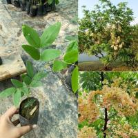 ราคา คูนสีรุ้ง ต้นคูนสีรุ้ง หายาก ออกดอกไว ต้นเตี้ย ทรงพุ่ม ต้นเพาะเมล็ด ชุดละ 2 ต้น (25296309760)