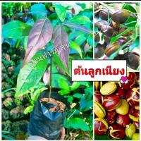 ราคา ต้นเนียงหรือลูกเนียงบ้านนิยมปลูกมากมีกลินฉุนคล้ายสะตอชอบดินร่วนป่นทรายพันธุ์เตี้ยลูกดกประมาณ3ปีได้ทานผล (12699879716)