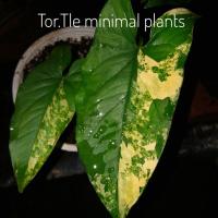 ราคา โปรโมชั่นของร้านประจำ มิ.ย.66 ต้นเงินไหลมาด่างเหลือง Syngonium Aurea Variegated ราคาถูก #เงินไหลมาด่างเหลือง เลือกต้นได้ (12454209286)