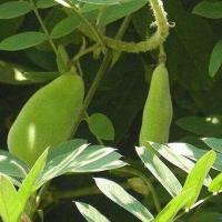 ราคา 10 เมล็ด เมล็ดพันธุ์ ถั่วแปบ ถั่วแปบหูช้าง ถั่วแปบช้าง Hyacinth bean Seeds (43122570532)