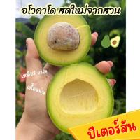 ราคา Mungkung อโวคาโด พร้อมส่ง‼️ (1KG) พันธุ็ปีเตอร์สัน ผลไม้สด อโวคาโด้ Avocado อโวคาโด พันธุ์พื้นเมือง อะโวคาโดสด เนื้อแน่น (27507079187)
