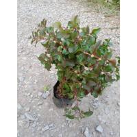 ราคา ต้นพันธุ์ วอเตอร์เครส สีแดง 29 บาท ราชินีผัก สำหรับคนรักสุขภาพ red watercress สลัดน้ำ ต้นวอเตอร์เครสแดง ซุปเปอร์ฟู้ด (29073193901)