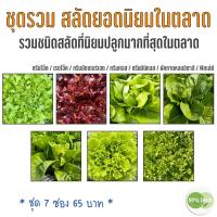 ราคา ชุดรวม ชนิดสลัดที่นิยมปลูกมากที่สุดในตลาด 7 ชนิด งอกดีมีคู่มือ เมล็ดปี 68 เมล็ดพันธุ์ผักสลัด ผักสลัด (41950183620)
