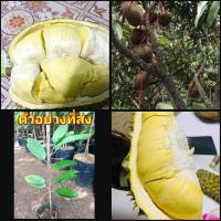 ราคา (1ต้น)(vาย ต้นพันธุ์) ต้น ทุเรียนหมอนทอง เสียบยอด ต้นทุเรียนหมอนทอง ทุเรียน ต้นทุเรียน happy (17960247438)