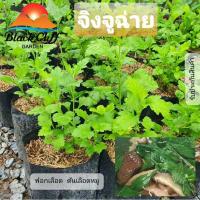 ราคา ต้นจิงจูฉ่าย จิงจูไฉ่ จินจูฉ่าย ต้นไม้ ไม้ผล ต้นพันธ์ เมล็ดพันธ์ พันธุ์ไม้ ไเมล็ดพันธุ์ สวนเขาหมาก สรรพคุณฟอกเลือด (5571532303)