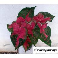 ราคา บอนสีเก่า บอนสีท้าวหิรัญของโบราณ หายากควรมีเก็บสะสม (15006310318)