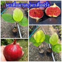 ราคา มะเดื่อฝรั่ง หรือ มะเดื่อมาเล มะเดื่อยักษ์มาเลย์ (27636918737)