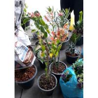 ราคา ต้นนกน้อยนำโชค 180฿ (2858663395)