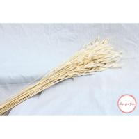 ราคา นําเข้าหนังข้าวสาลีแห้ง / ข้าวสาลีที่เก็บรักษาไว้ / ดอกไม้แห้ง (26893561034)