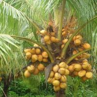 ราคา 1 ต้นหน่อ มะพร้าว มะพร้าวน้ำหอม สีทอง พันธุ์หายาก พันธุ์เตี้ย 2 ปีติดผล สูงไม่เกิน 2 เมตร (8002354751)
