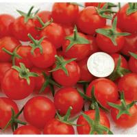 ราคา เมล็ดพันธุ์มะเขือเทศเชอร์รี่หวาน สวีท แอพเพอริทิฟ (Sweet Aperitif Cherry Tomato Seed) บรรจุ 35 เมล็ด ของแท้ คุณภาพดี (9099844996)