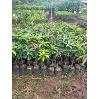 ราคา มะม่วงขายตึก (เสียบยอด) (29309182064)