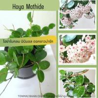 ราคา Hoya mathide โฮย่ามินิมอล ใบกลมเล็ก ดอกสีขาว ต้นไม้แขวนประดับ ต้นไม้แต่งบ้าน (19792368237)